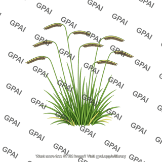 Blue grama grass