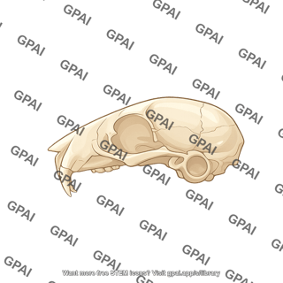 Mouse skull