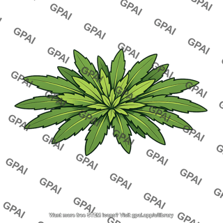 Horseweed rosette
