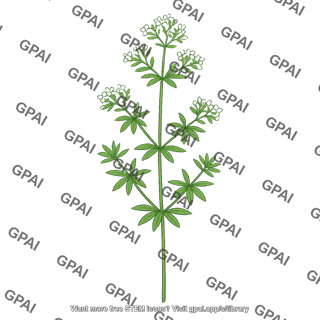 Galium plant