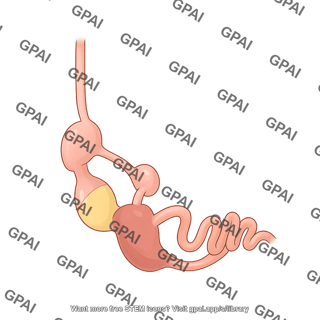 Chicken digestive tract