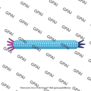 M13 bacteriophage