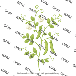 Pea plant