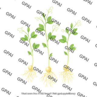 Pea plant seedling