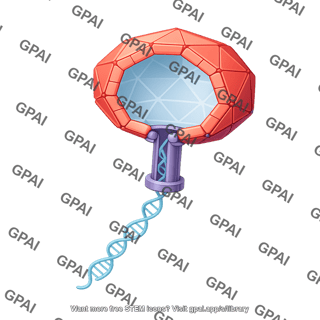 Bacteriophage capsid expanded