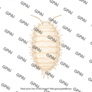 Citrus mealybug planococcus citri female