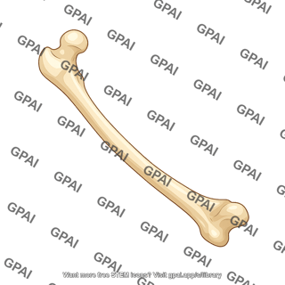 Mouse femur lateral