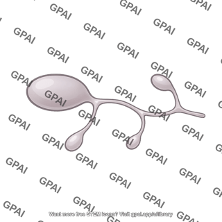 Powdery mildew spore