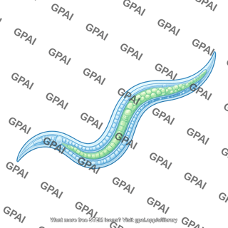C. elegans with anatomy