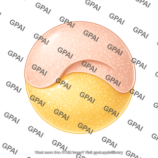 Zebrafish embryo shield stage animal pole view