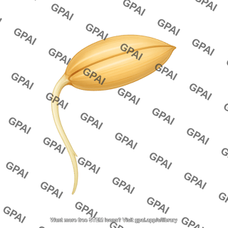 Barley germinating seed 1 344