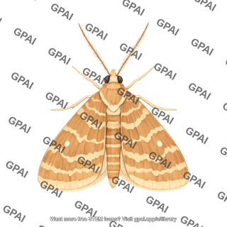 Corn borer adult male