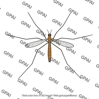 Tipulid fly