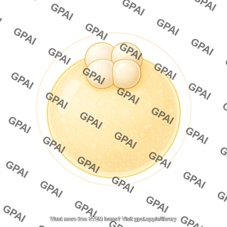 Zebrafish embryo 4 cell stage