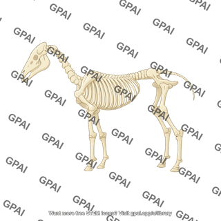 Horse skeleton equus caballus