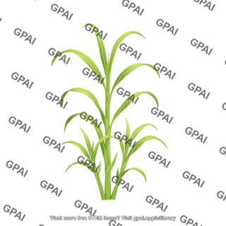 Pearl millet tillering stage