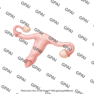 Mouse uterus lateral