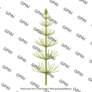 Field horsetail equisetum arvense