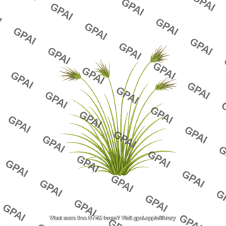 Kangaroo grass