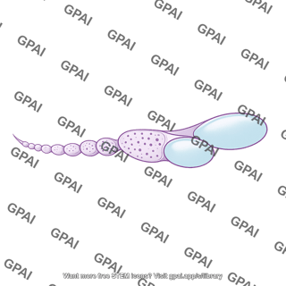 Drosophila ovariole 03