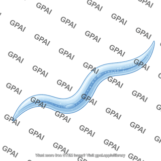 C. elegans l4