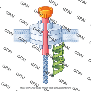 Type 5 secretion system cdib