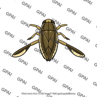 Water bug notonecta glauca