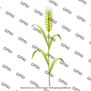 Wheat grain filling stage