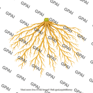 Corn roots 1