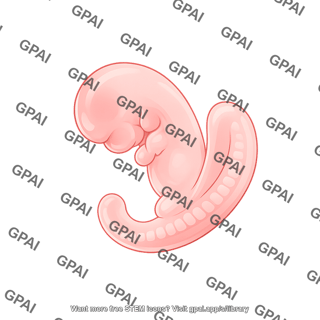 Mouse embryo ts13 e8.5