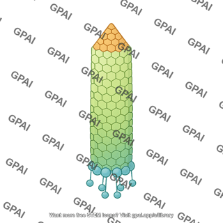 Baculovirus caspid