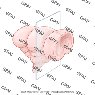 Mouse brain dorsal caudal rostral turn with coronal plane 45