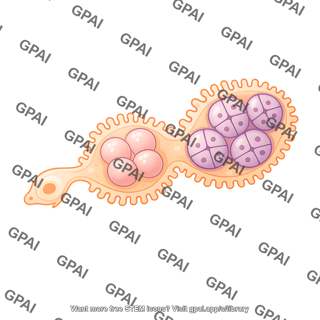 Drosophila ovariole s1 01