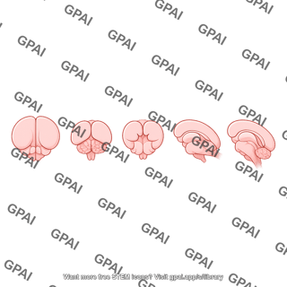 Mouse brain dorsal caudal rostral turn