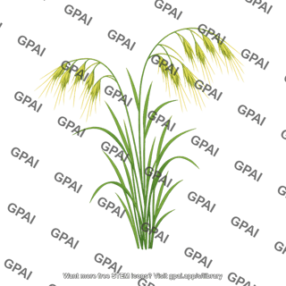 Cheatgrass
