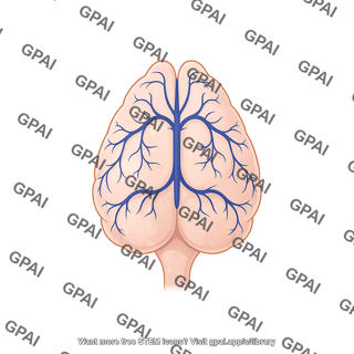 Mouse brain dorsal with veins