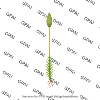 Moss capsule operculum