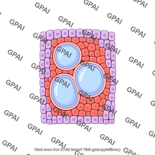 Xylem tissue plant slice