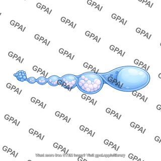 Drosophila ovariole development
