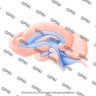 Mouse brain sagittal cut cerebral cortex