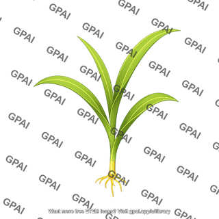 Corn seedling v3