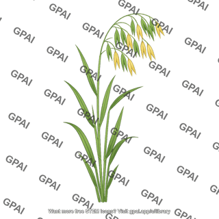 Wild oat