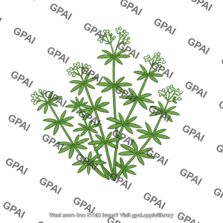 Bedstraw plant