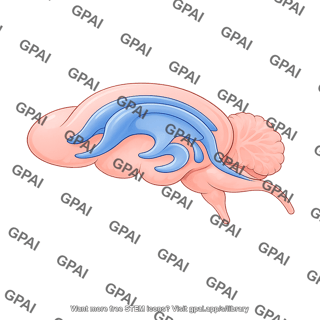 Mouse brain ventricles lateral