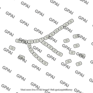 Coccidioides arthroconidia