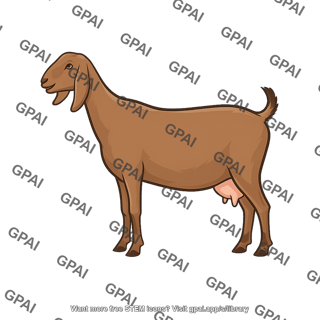 Goat nubian