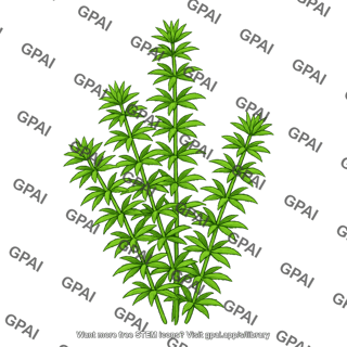 Hydrilla