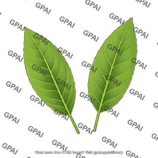 Tea plant leaf camellia sinensis