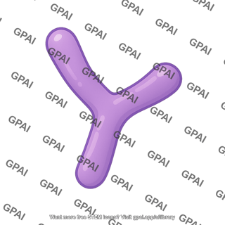 Bifidobacterium