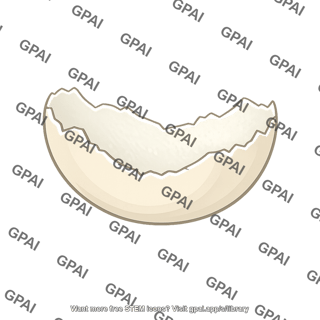 Eggshell